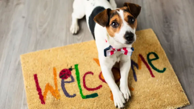 Cómo introducir un nuevo perro a tu casa y a otros perros